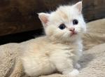 Kalhuas Scottish Straight Munchkin - Munchkin Cat For Sale - Greenville, SC, US