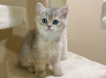 Blue Golden British male kitten - British Shorthair Cat For Sale - Thornton, CO, US