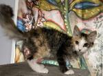 LaPerm calico girl  SALE price 300 - LaPerm Cat For Sale - Salem, OR, US