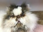 DAROSE ROCKABYE BEAR - Persian Cat For Sale/Retired Breeding - Brookings, OR, US