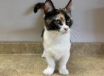 CLEOPATRA - Munchkin Cat For Sale/Service - Brookings, OR, US