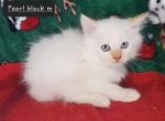 Flame Point 2 Male Siamese - Balinese Cat For Sale - NY, US