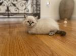 Ragdoll Light Green collar - Ragdoll Cat For Sale - Boston, MA, US