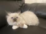 Ragdoll Red Collar - Ragdoll Cat For Sale - Boston, MA, US