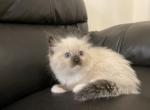 Ragdoll White collar - Ragdoll Cat For Sale - Boston, MA, US