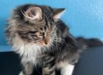 Jade - Siberian Cat For Sale - North Port, FL, US