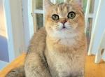 Brittish girl - British Shorthair Cat For Sale - New York, NY, US