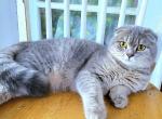 Beauty - Scottish Fold Cat For Sale - New York, NY, US