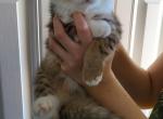 Kandy - Scottish Fold Cat For Sale - Levittown, PA, US