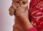 Inessa - Scottish Straight Cat For Sale - Levittown, PA, US