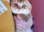 Ismael - Scottish Fold Cat For Sale - Levittown, PA, US