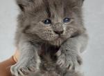 NIMBUS - Maine Coon Cat For Sale - Pensacola, FL, US