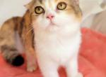 Nona - Scottish Fold Cat For Sale - New York, NY, US