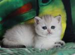 Beatris - British Shorthair Cat For Sale - Miami, FL, US