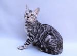 Talisman - Bengal Cat For Sale - Miami, FL, US