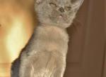 Larra  Burmese - Bengal Cat For Sale - Miami, FL, US