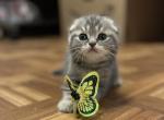 Triple fold girl - Scottish Fold Cat For Sale - Fort Wayne, IN, US