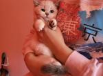 Jillian - Scottish Straight Cat For Sale - Levittown, PA, US