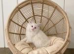 Seal lynx bicolor girl 1 - Ragdoll Cat For Sale - Denver, CO, US