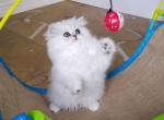 Tiny Tot - Persian Cat For Sale/Retired Breeding - 
