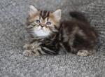 CADBURY - Scottish Straight Cat For Sale - Fontana, CA, US