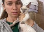 Layla - Devon Rex Cat For Sale - Brooklyn, NY, US