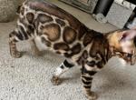 RESERVED Purebred Bengal Kitten 3 - Bengal Cat For Sale - Beach Park, IL, US