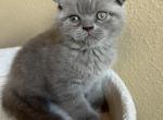 Lilac Scottish fold boy - Scottish Fold Cat For Sale - Houston, TX, US