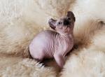 Elsa's kittens - Sphynx Cat For Sale - Thurmont, MD, US