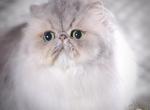 Silver & Golden Persian kittens for sale - Persian Cat For Sale - Los Angeles, CA, US