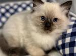 Murphy - Ragdoll Cat For Sale - Chambersburg, PA, US