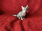 WHITE COLLAR Silver Savannah male kitten - Savannah Cat For Sale - NY, US