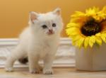 Indie CFA certified - Siberian Cat For Sale - Ashburn, VA, US