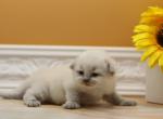 Jewell CFA certified - Siberian Cat For Sale - Ashburn, VA, US