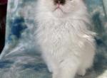 DelmarvaDolls Kittens - Ragdoll Cat For Sale - Rising Sun, MD, US