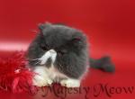 Marqueza - Persian Cat For Sale - Yucca Valley, CA, US