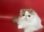 Kevin - Persian Cat For Sale - Yucca Valley, CA, US