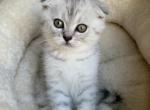 Scottish Fold Silver Spotted Tabby Male Kitten - Scottish Fold Cat For Sale - Vancouver, WA, US