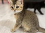 Lola - British Shorthair Cat For Sale - Miami, FL, US