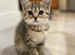 Lola - Scottish Straight Cat For Sale - Miami, FL, US