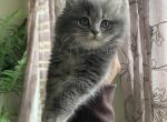Ash - Persian Cat For Sale - Bowie, MD, US