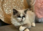 Bella - Ragdoll Cat For Sale - Mount Vernon, WA, US