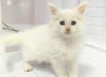 Ariel - Maine Coon Cat For Sale - Miami, FL, US