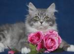 PETRUSHA IZ TVERSKOGO KNYAZHESTVA - Siberian Cat For Sale - NY, US
