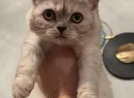 British shorthair female - British Shorthair Cat For Sale - Orlando, FL, US