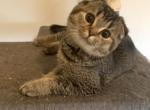 Jimi - Scottish Fold Cat For Sale - Philadelphia, PA, US