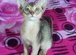 Richi - Abyssinian Cat For Sale - Norwalk, CT, US