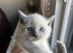 Blue Point Tangerine - Siamese Cat For Sale - New York, NY, US