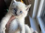 Blue Point Red - Siamese Cat For Sale - New York, NY, US