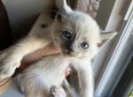Blue Point Cobalt - Siamese Cat For Sale - New York, NY, US